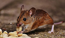 24 Hour & Emergency Exterminators in Campbellsville, KY